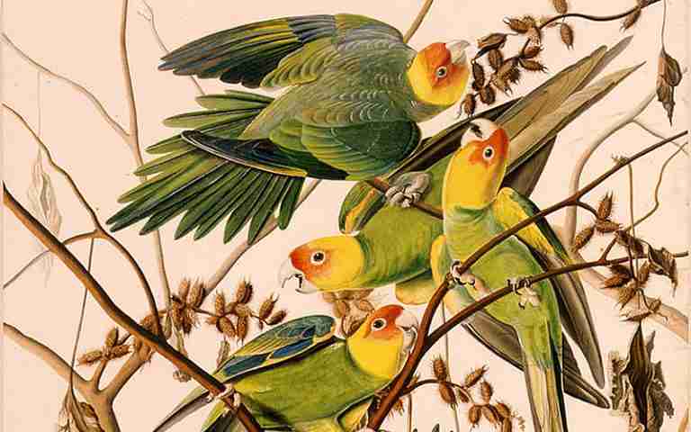 Yes, There Were Parakeets in North America