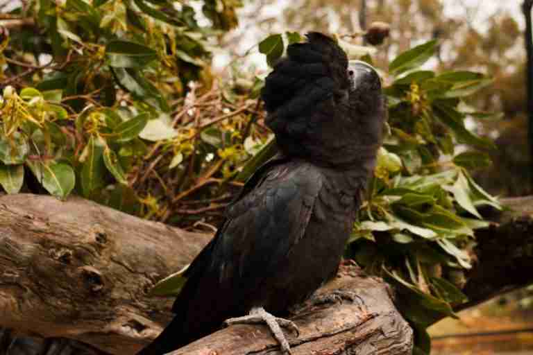 The Black Cockatoos unique to Western Australia