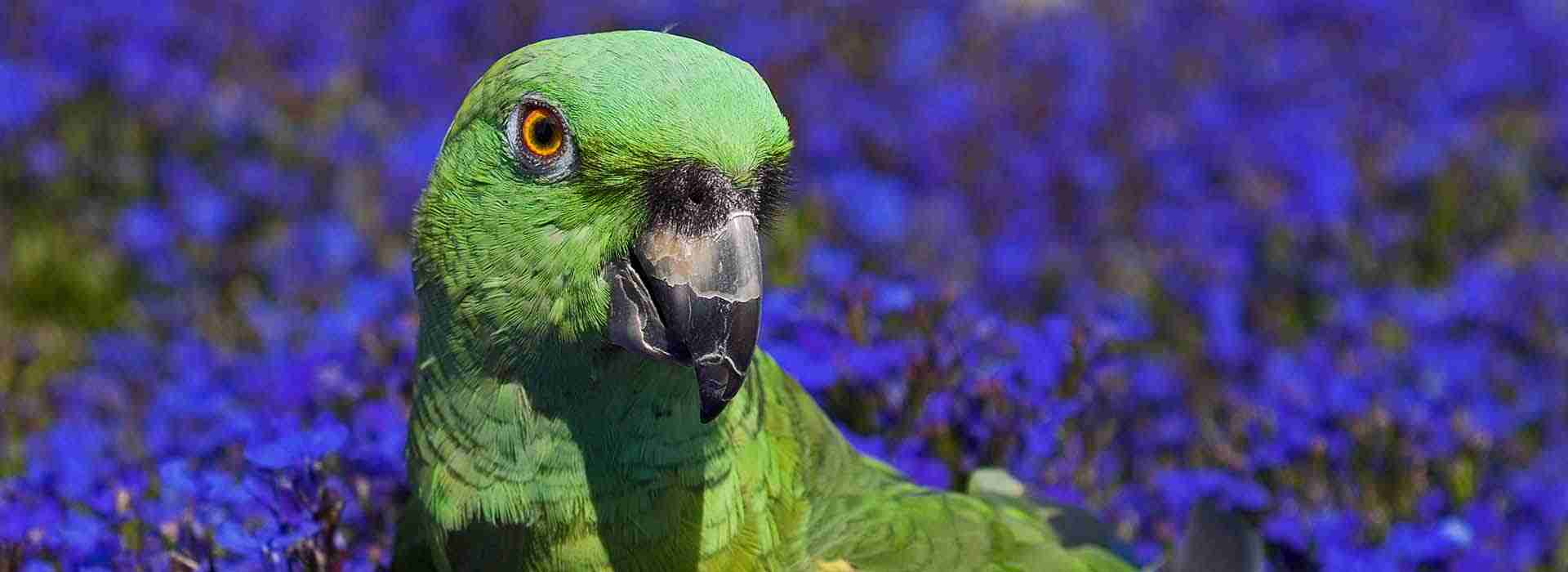 Beautiful parrot at Parrot Bliss aviary