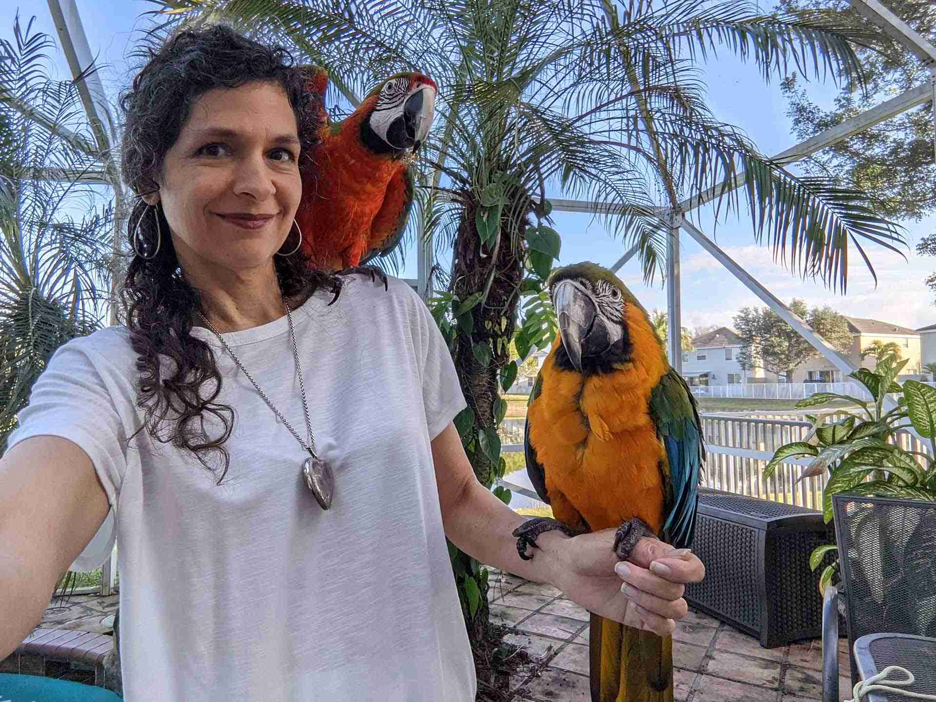 Parrot Bliss and Tink's CBD oil for Parrots
