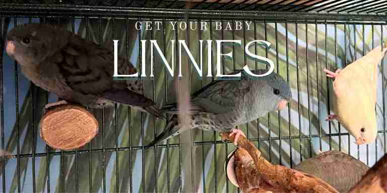 Hand-raised Lineolated Parakeets (Linnies) at Parrot Bliss in West Palm Beach, FL.
