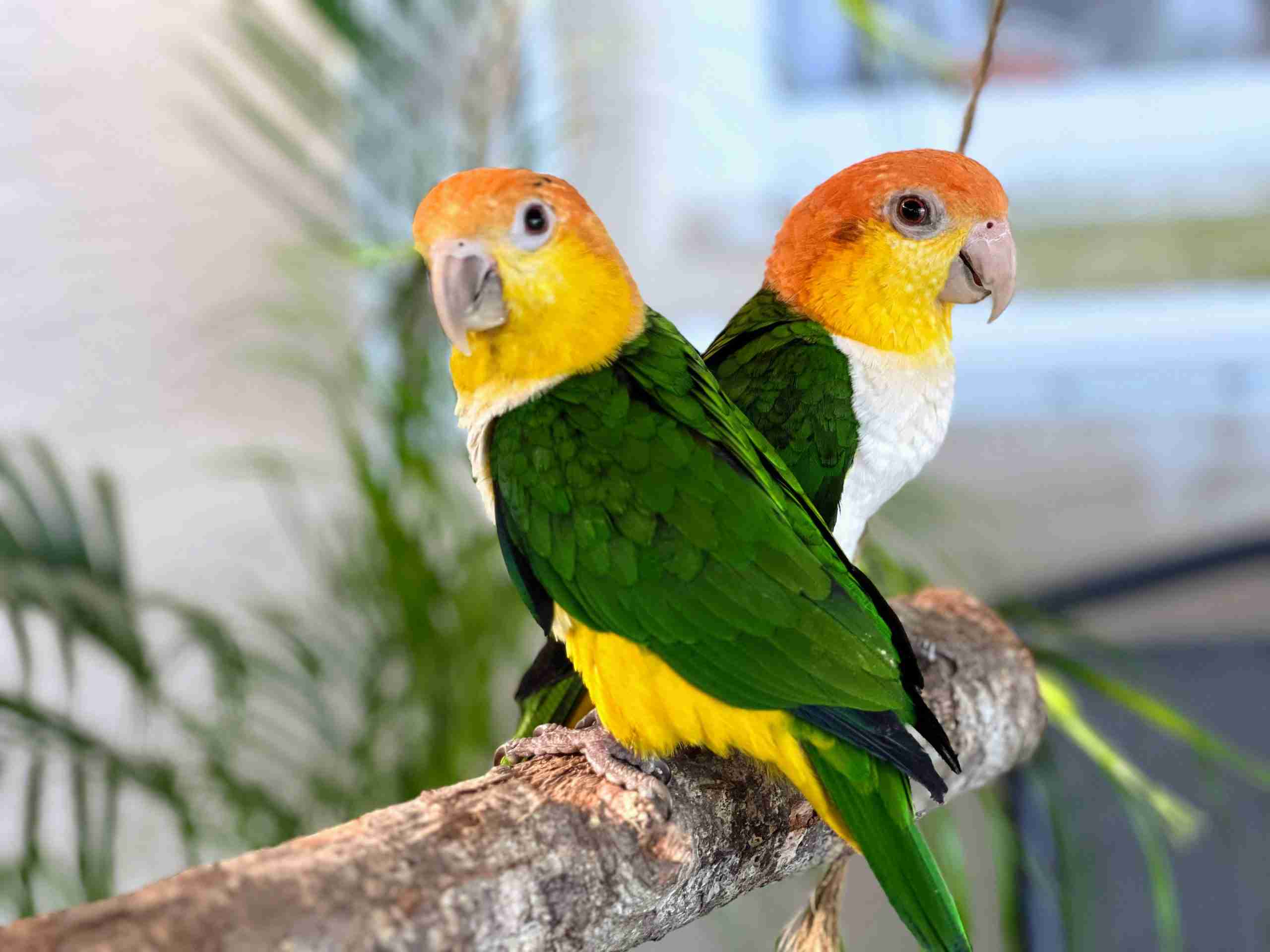 Aviary facility