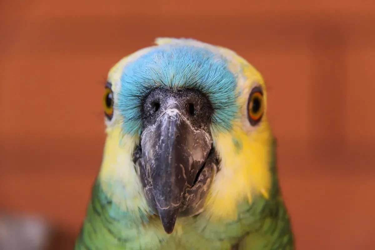 Blue Fronted Amazon — hand-raised parrot at Parrot Bliss, West Palm Beach, Florida