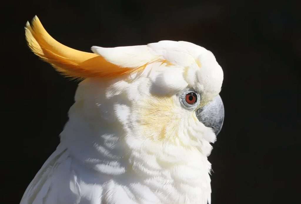 Citron-crested Cockatoo