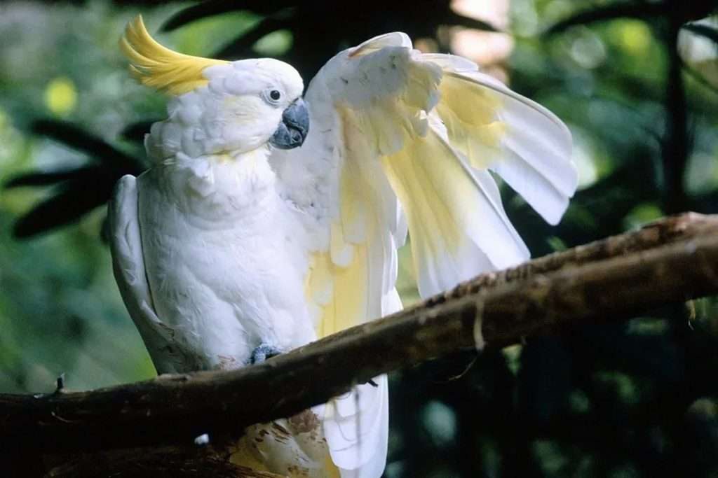 Greater Sulphur-Crested Cockatoo