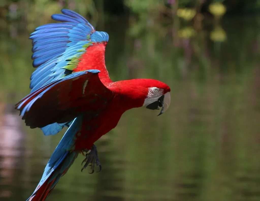 Green-winged Macaw