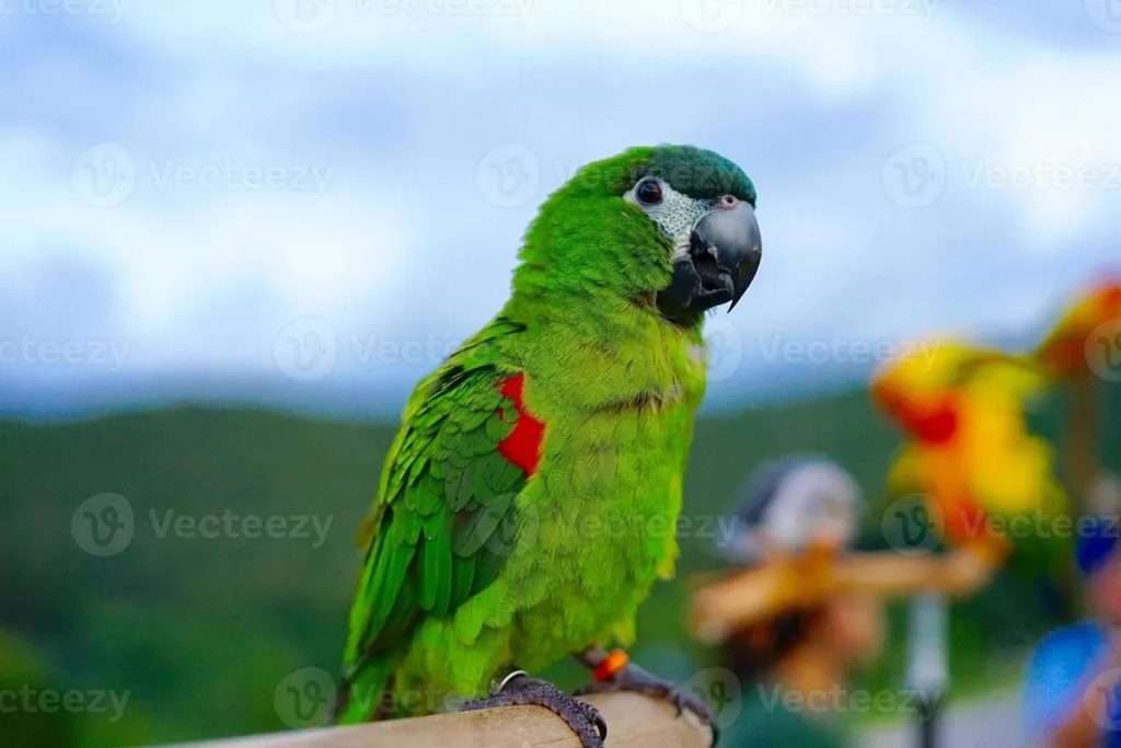 Hahn’s Macaw