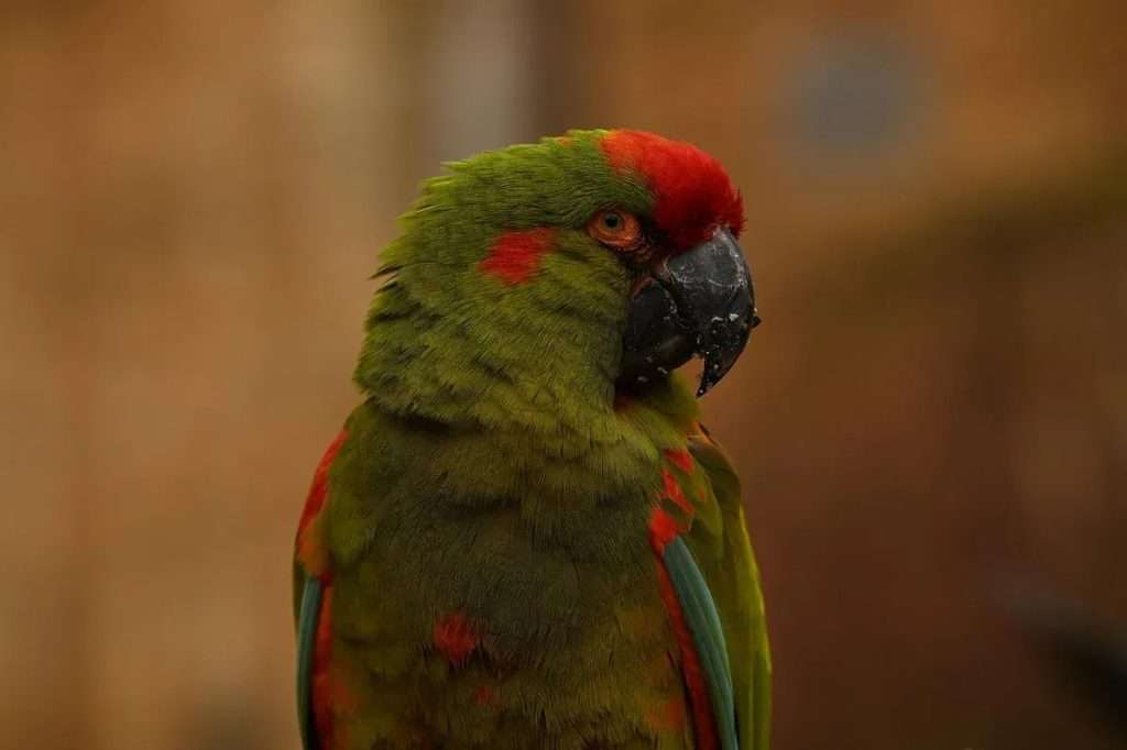 Red-Fronted Macaw