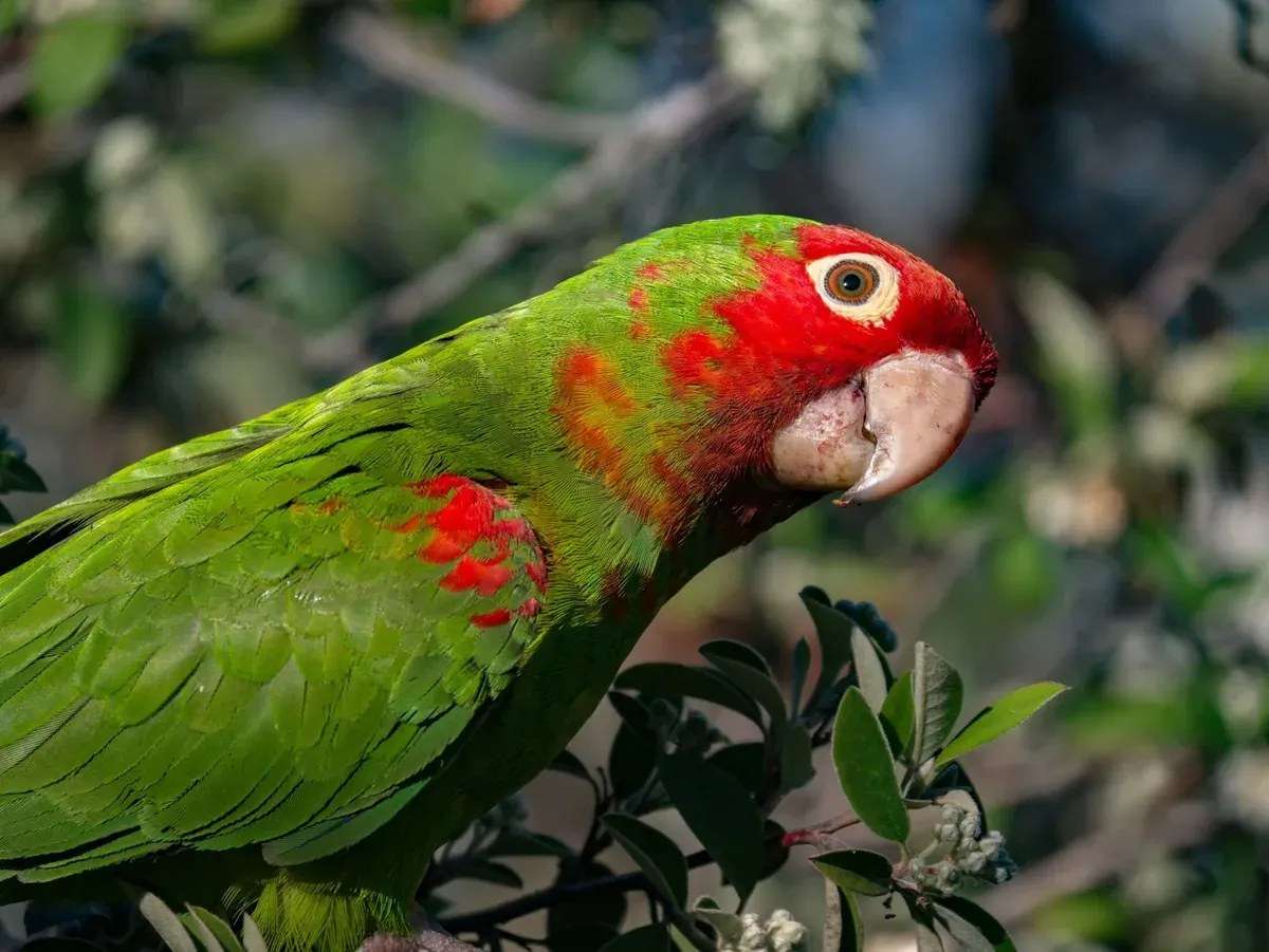 Red Masked Conure — hand-raised parrot at Parrot Bliss, West Palm Beach, Florida