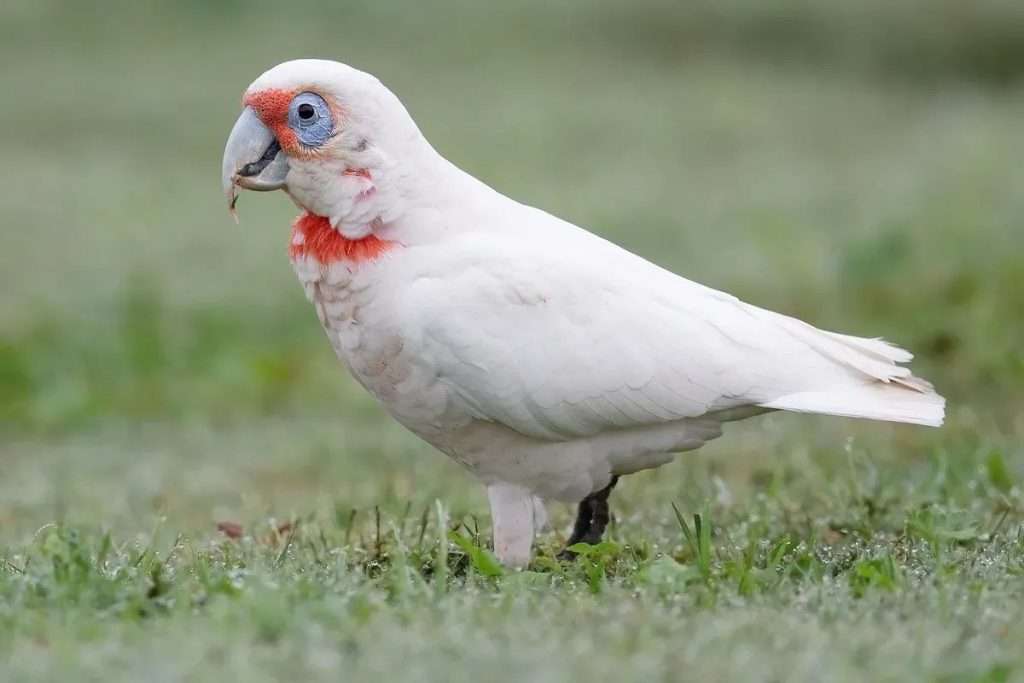 Slender-billed Cockatoo