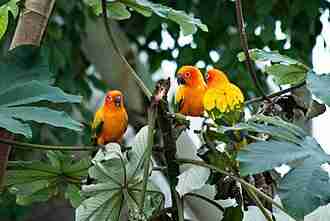 Sun Conures