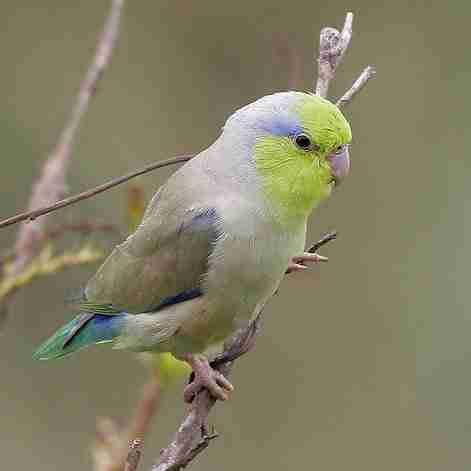 Parrotlet Breeder in Florida | Pacific Parrotlets for Sale