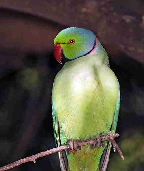 Indian Ringneck