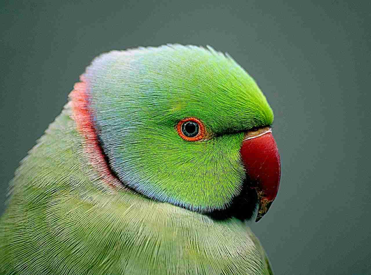 Indian Ringneck