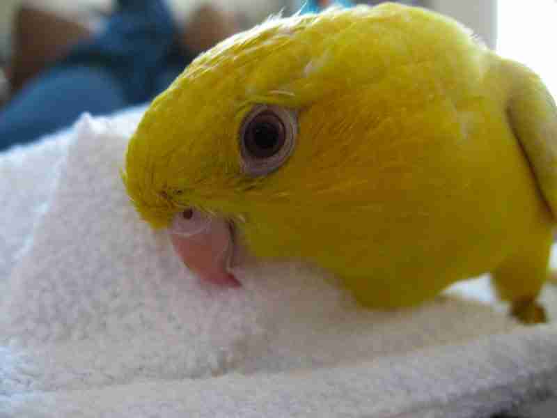 Lineolated Parakeets (Linnies)