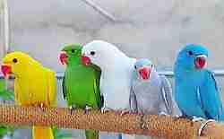 Indian Ringnecks