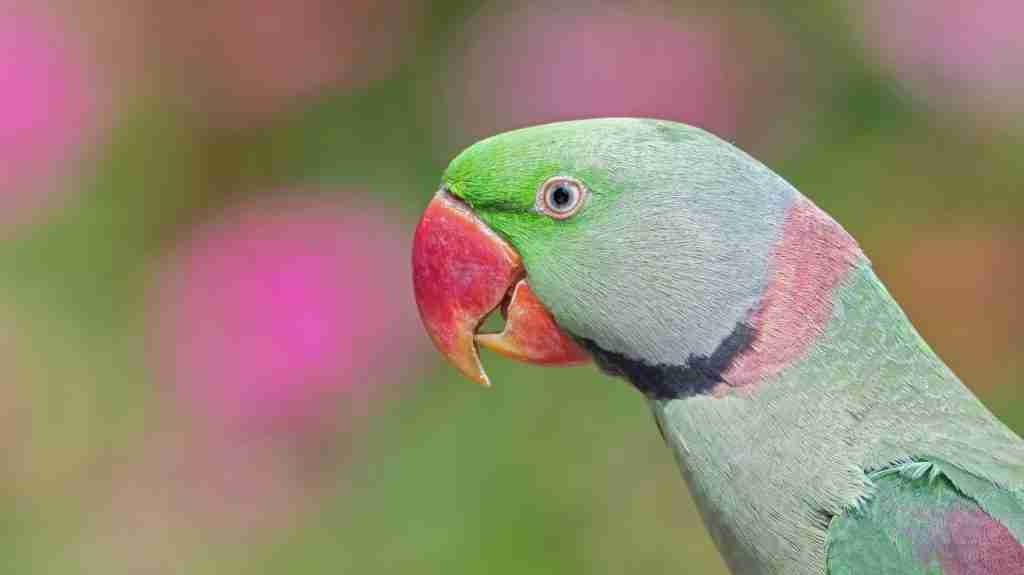 Alexandrine Parakeet
