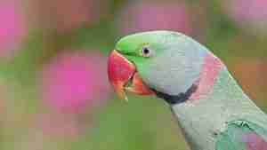 Alexandrine Parakeet