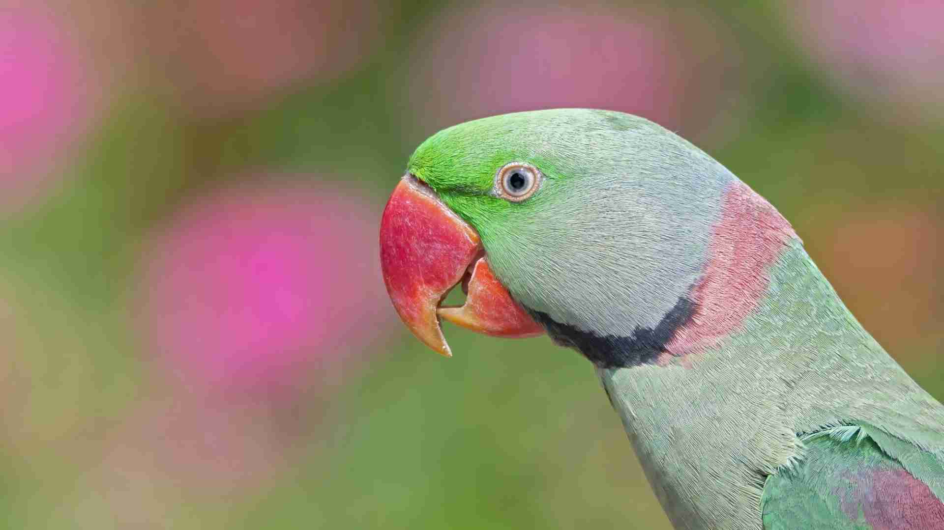 Alexandrine Parakeet — hand-raised parrot at Parrot Bliss, West Palm Beach, Florida