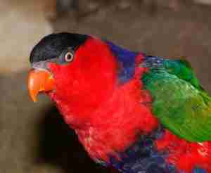 Black-capped Lory
