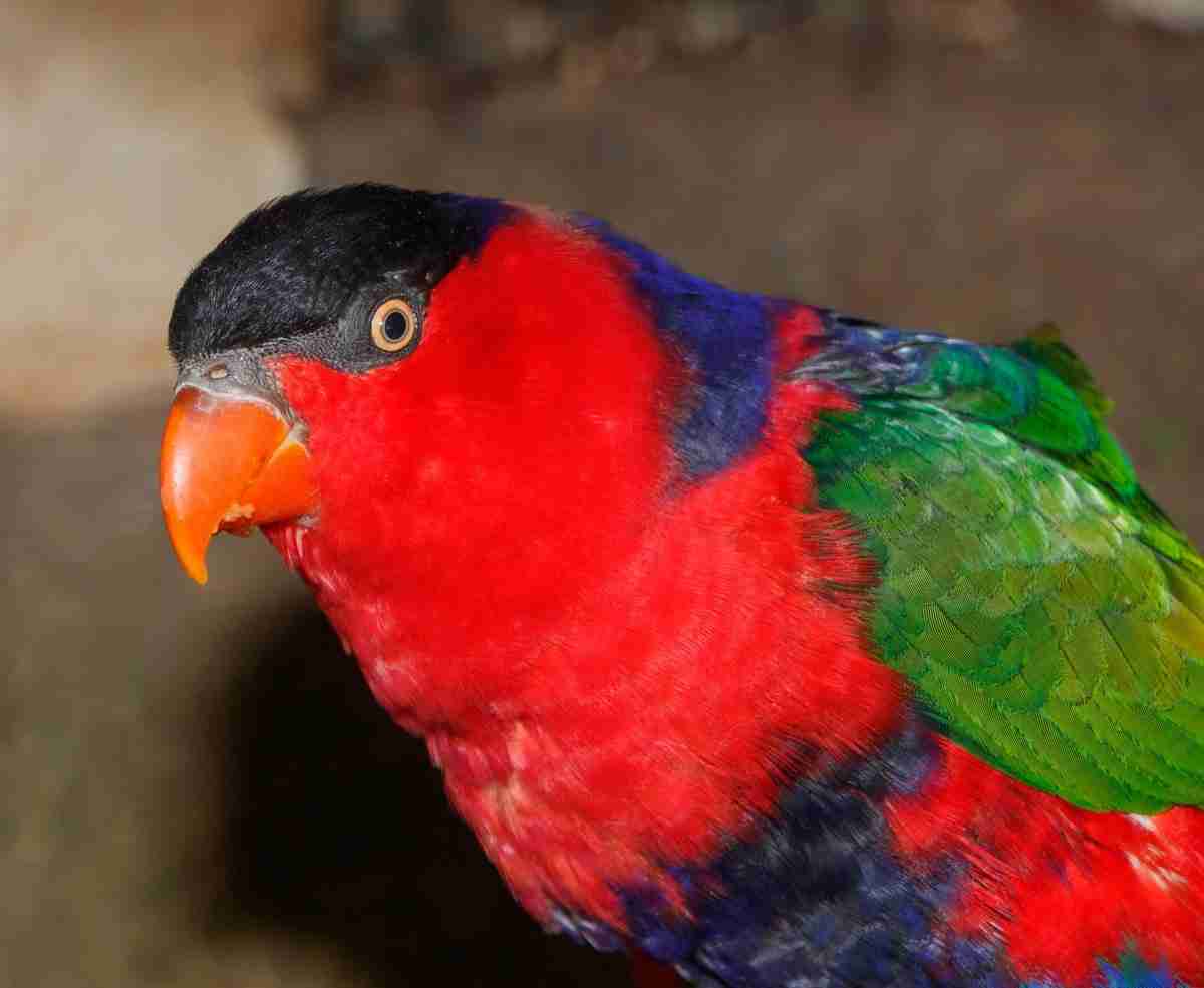 Lories & Lorikeets