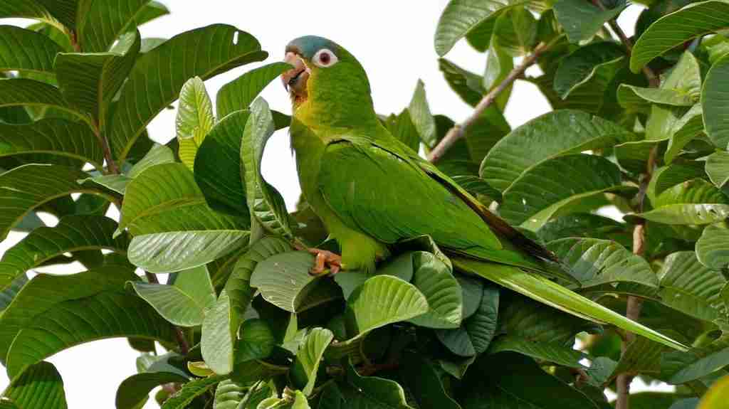 Blue-crowned Conure