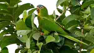 Blue-crowned Conure — hand-raised parrot at Parrot Bliss, West Palm Beach, Florida