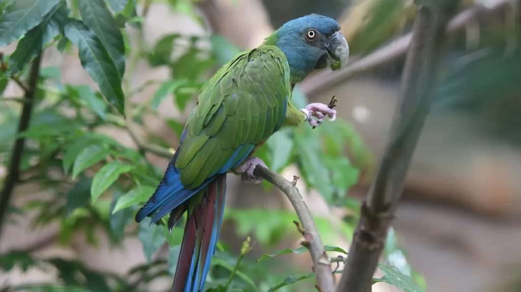 Blue-Headed Macaw