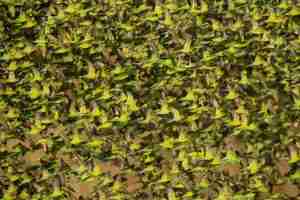 Budgerigar — Melopsittacus undulatus, the world's most popular pet parrot