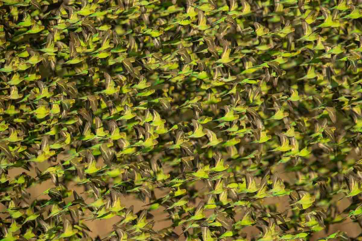 Budgerigar — Melopsittacus undulatus, the world's most popular pet parrot