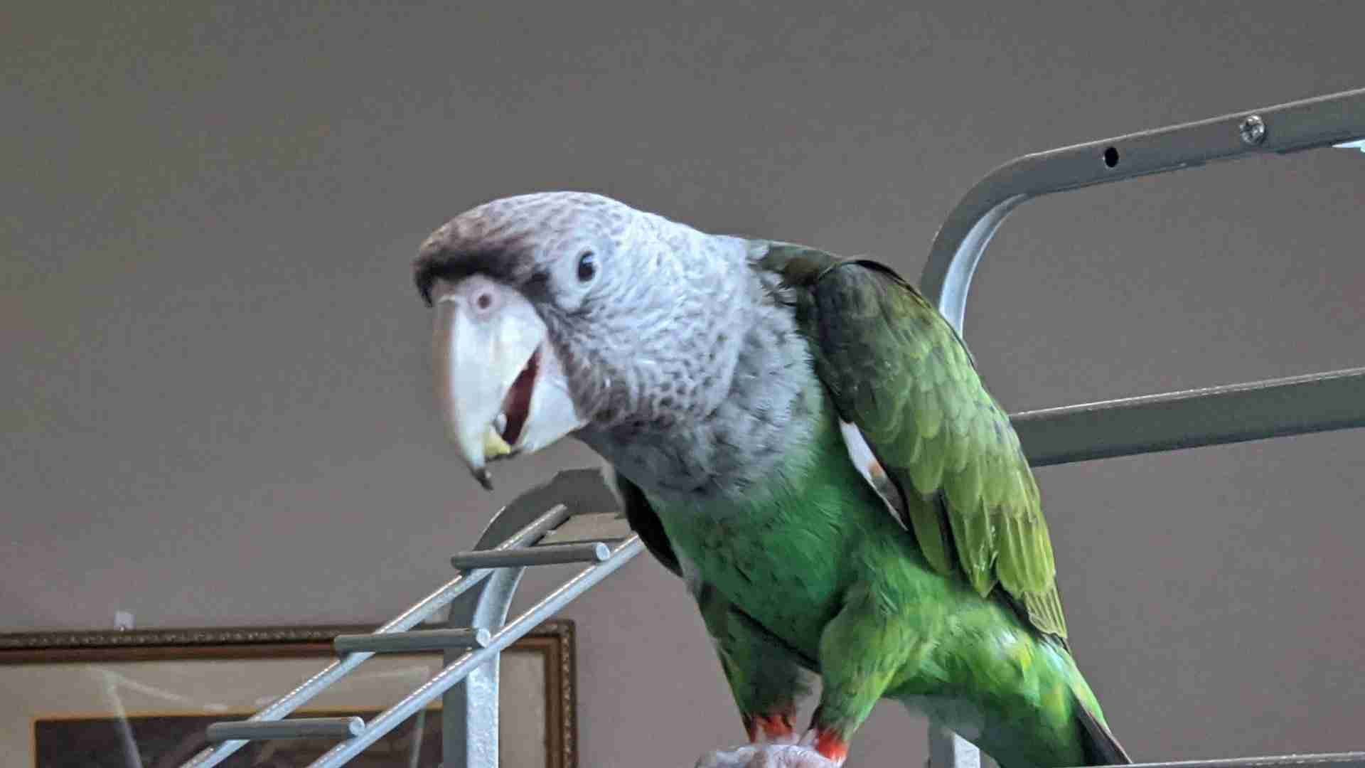 African Parrots