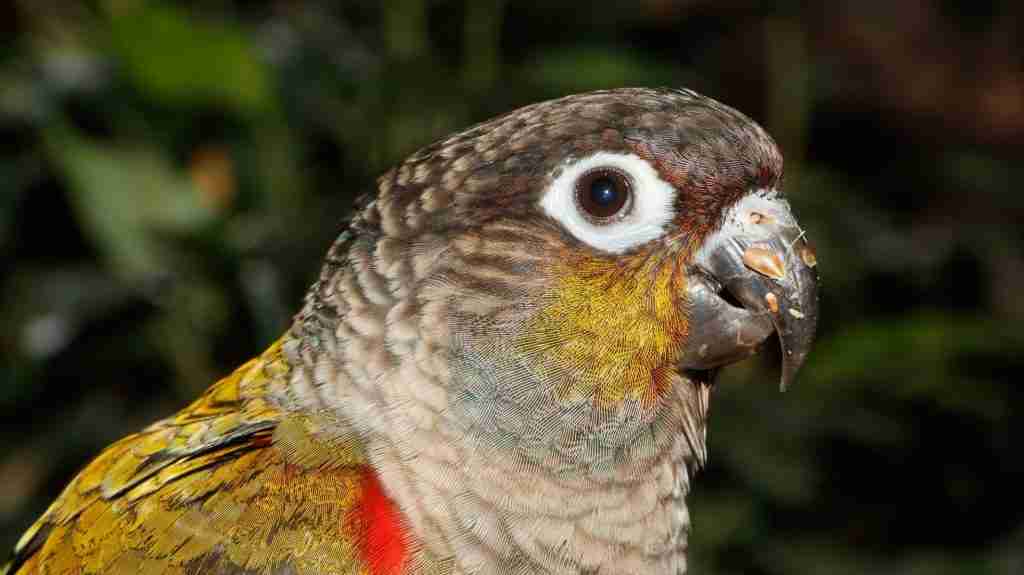 Crimson-bellied Conure