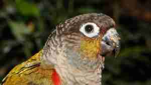 Crimson-bellied Conure