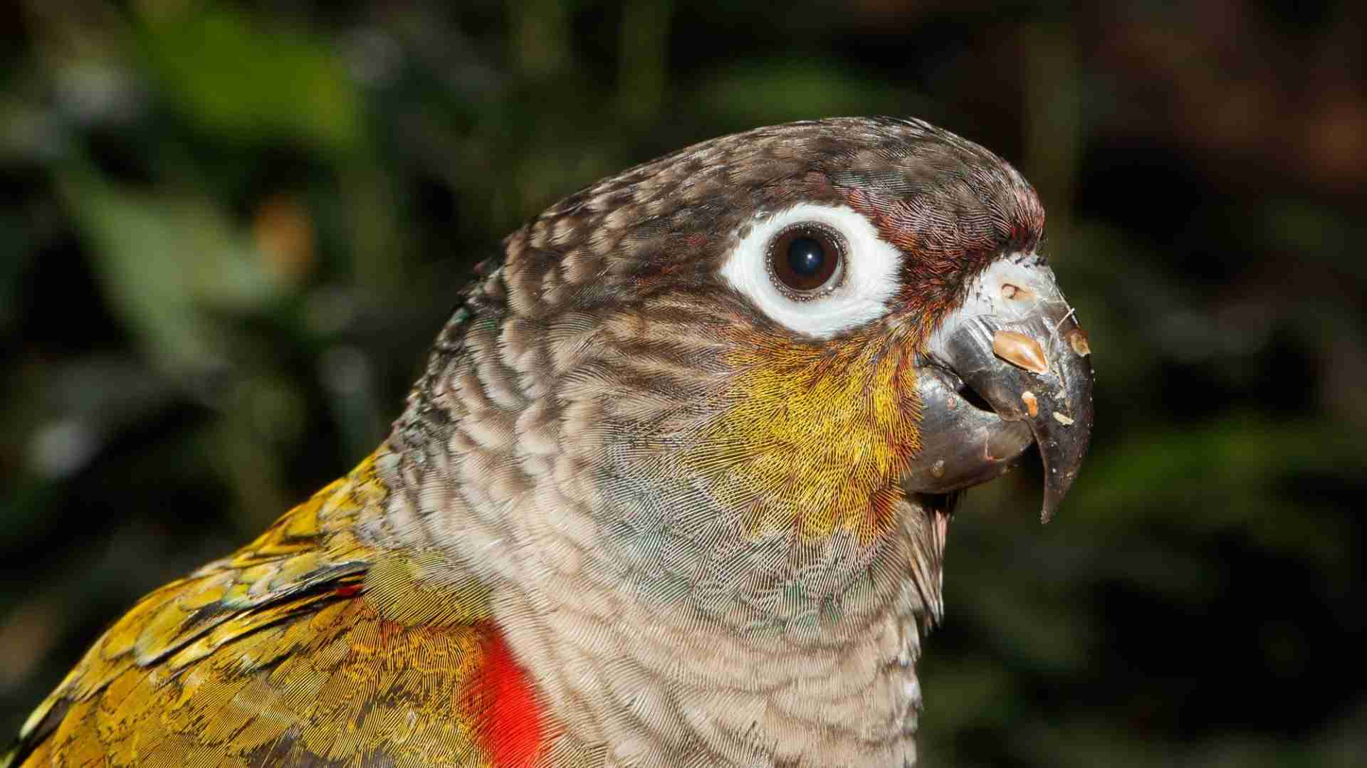 Crimson-bellied Conure — hand-raised parrot at Parrot Bliss, West Palm Beach, Florida