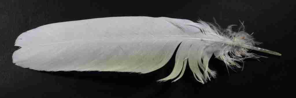Ducorps’ Cockatoo