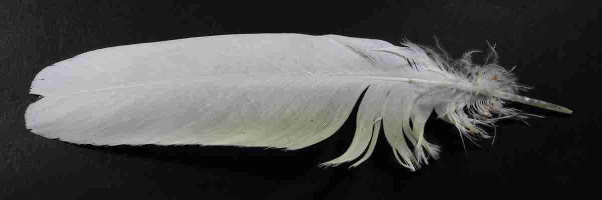 Ducorps Cockatoo — Cacatua ducorpsii, gentle white cockatoo from the Solomon Islands