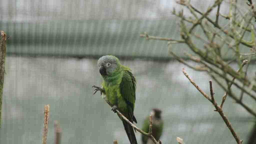 Dusky Conure — hand-raised parrot at Parrot Bliss, West Palm Beach, Florida