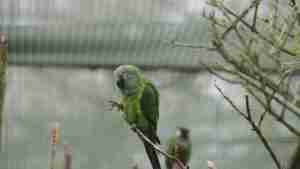 Dusky Conure — hand-raised parrot at Parrot Bliss, West Palm Beach, Florida