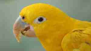 Golden Conure — hand-raised parrot at Parrot Bliss, West Palm Beach, Florida