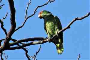Green-cheeked Amazon — Amazona viridigenalis, red-crowned amazon from northeastern Mexico