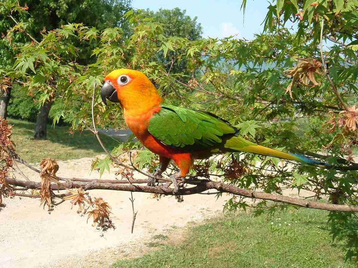 Jenday Conure — Aratinga jandaya, vivid orange and green conure from northeastern Brazil