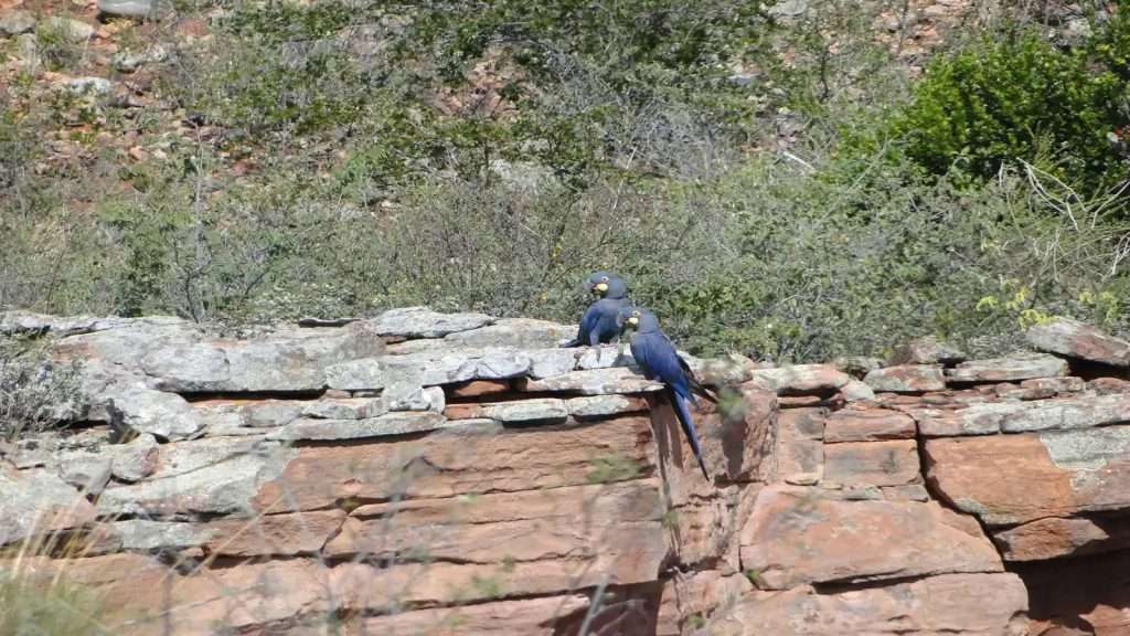 Lear’s Macaw