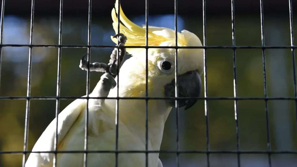 Lesser Sulphur-Crested Cockatoo