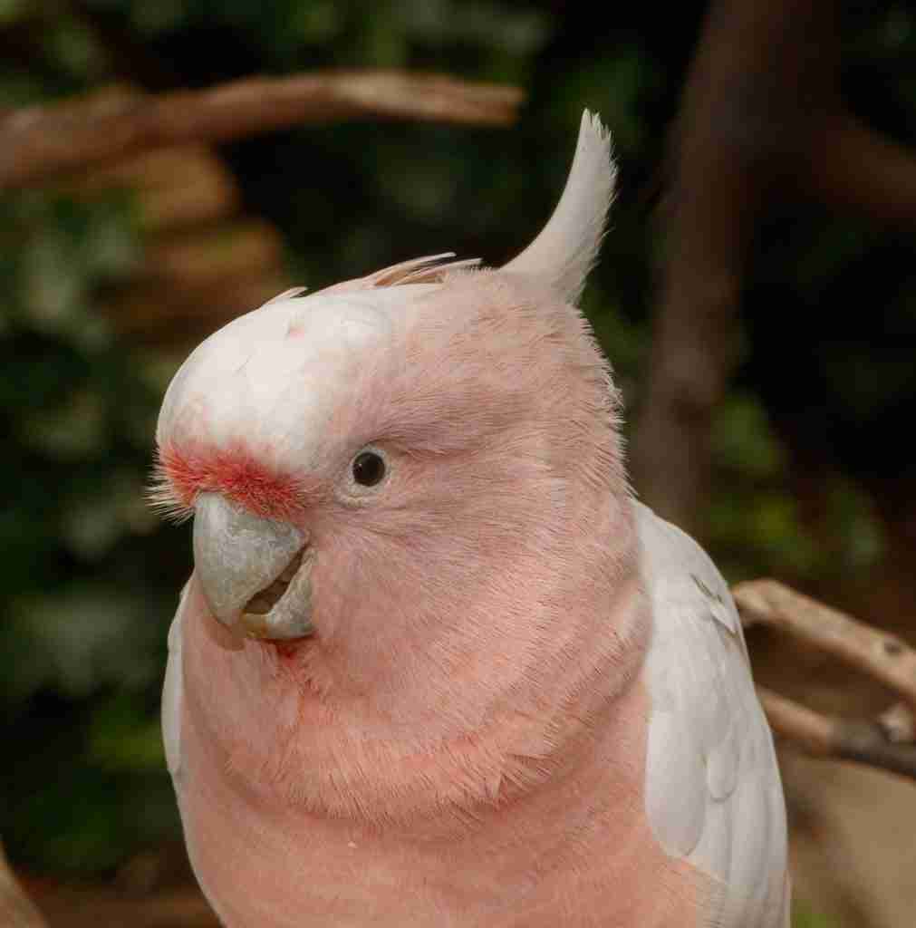 Major Mitchell’s Cockatoo