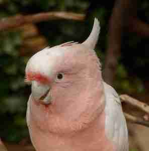 Major Mitchell's Cockatoo — Lophochroa leadbeateri, pale pink cockatoo from arid Australia