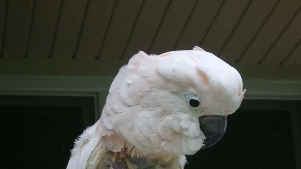 Moluccan Cockatoo