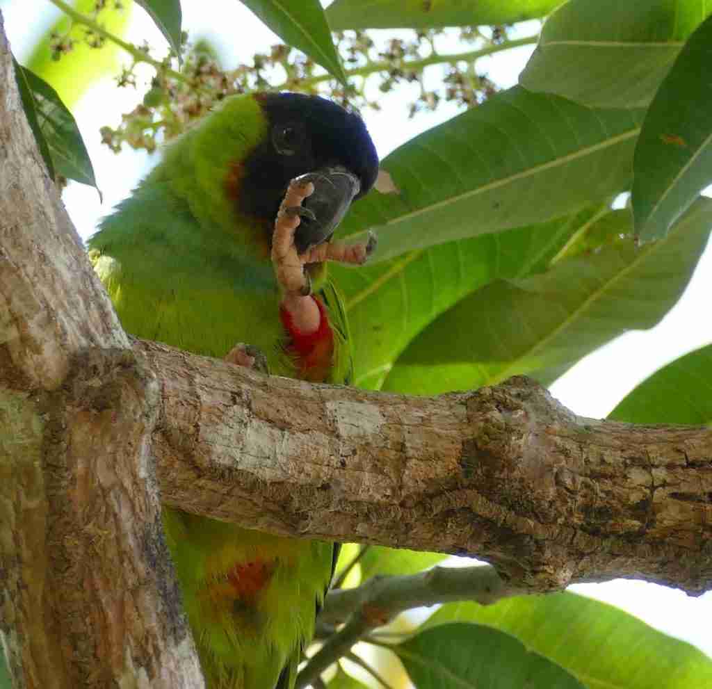 Nanday Conure