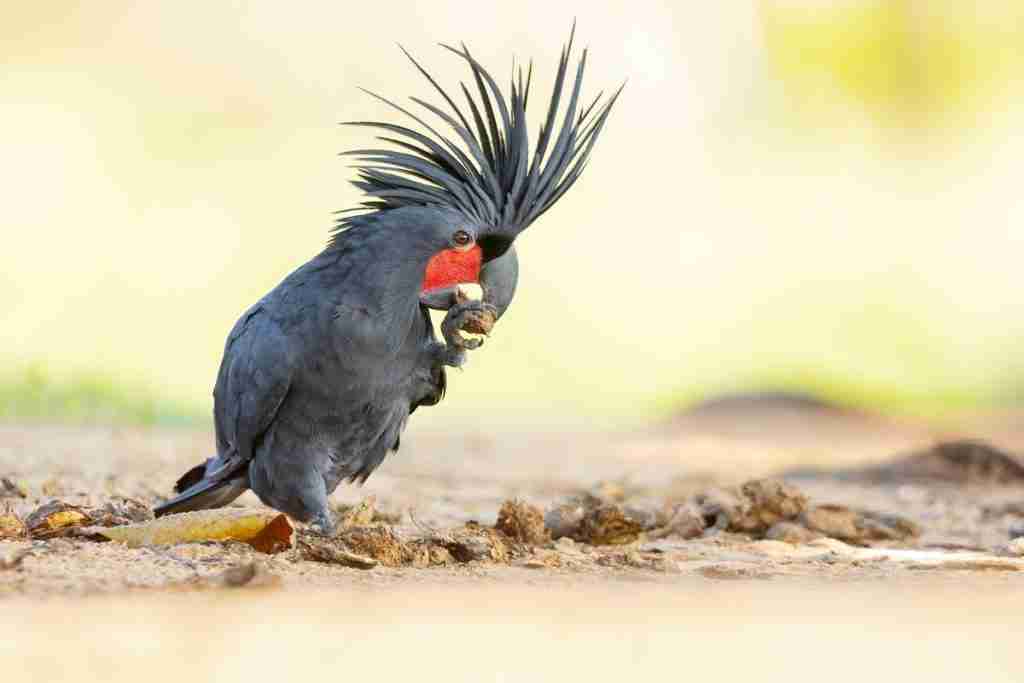 Palm Cockatoo