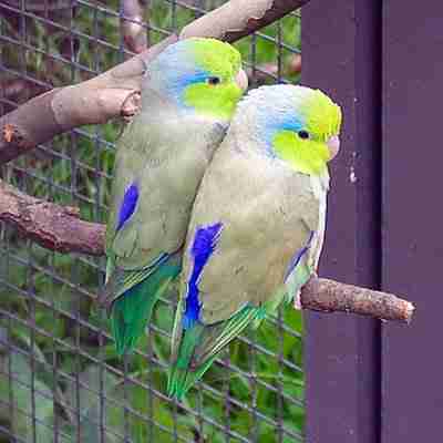 Ethical breeding