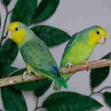 Parrotlet